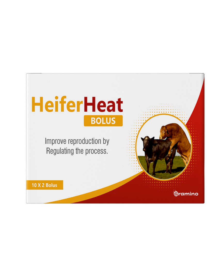Heiferheat bolus